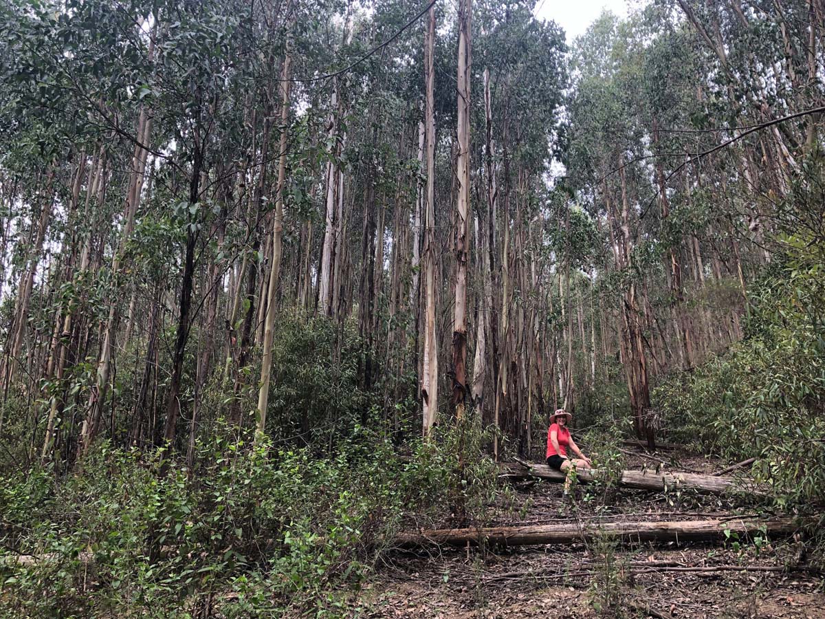 Mount tassie loop hike 4