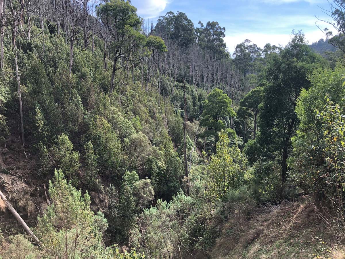 Mount tassie loop hike 6