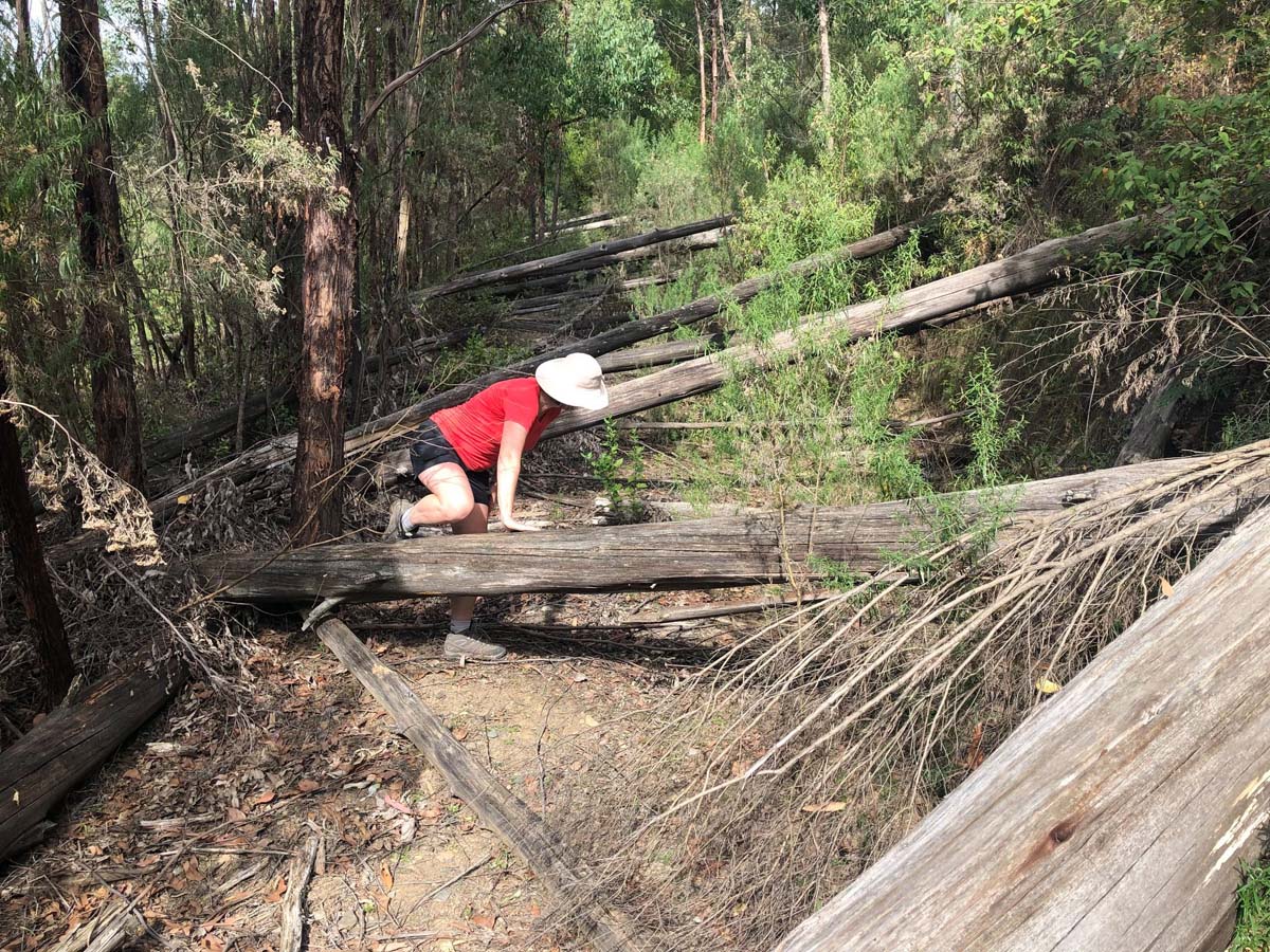 Mount tassie loop hike 7