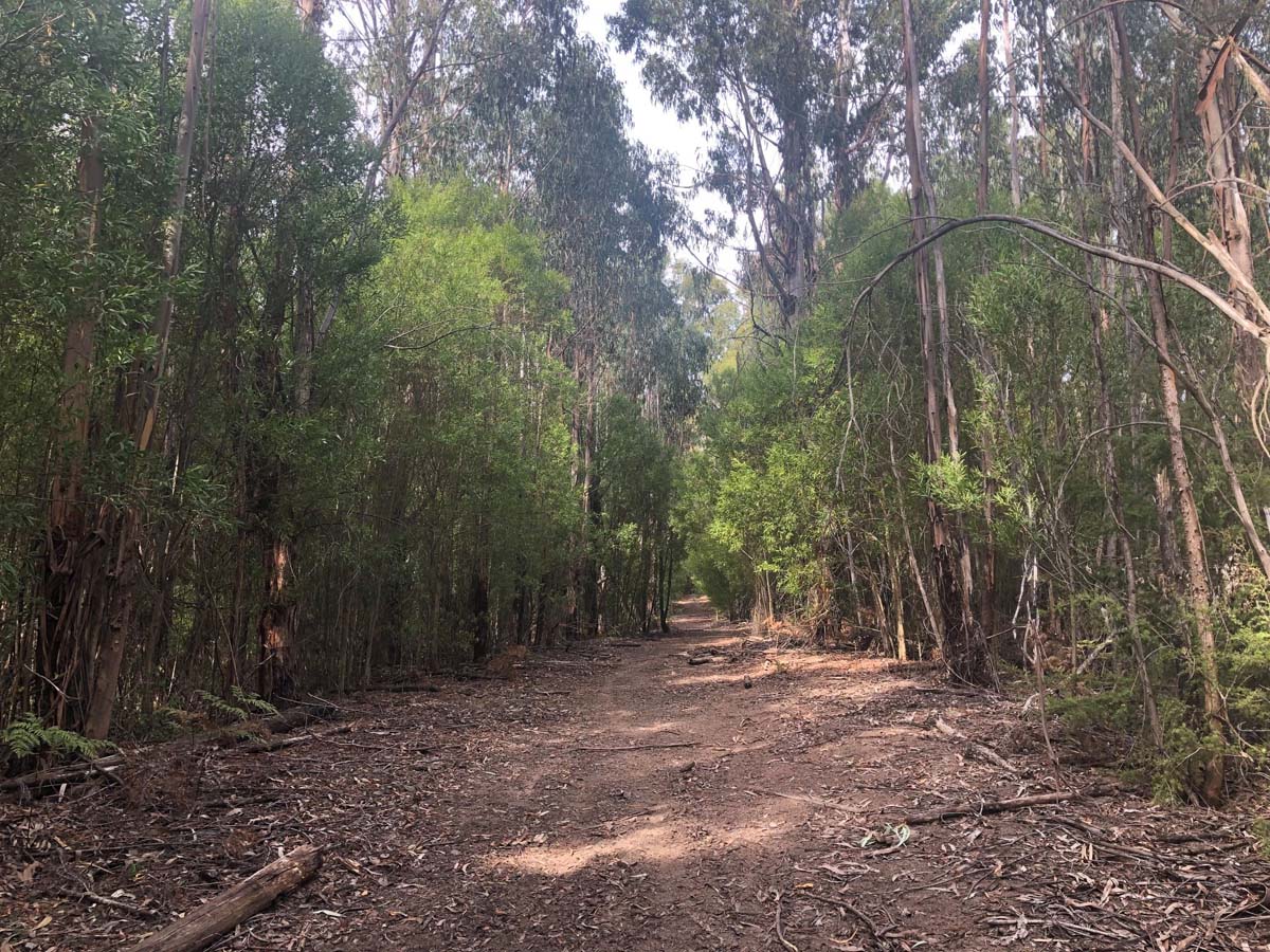 Mount tassie loop hike 8