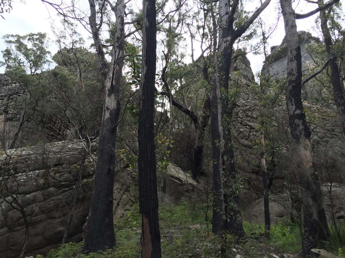 Mount thackeray hike 39