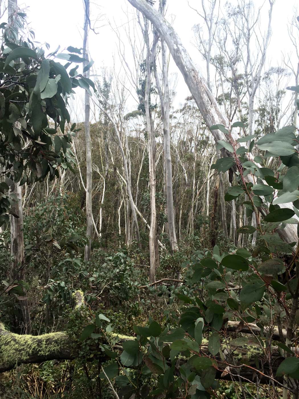 Mount torbreck circuit (24)