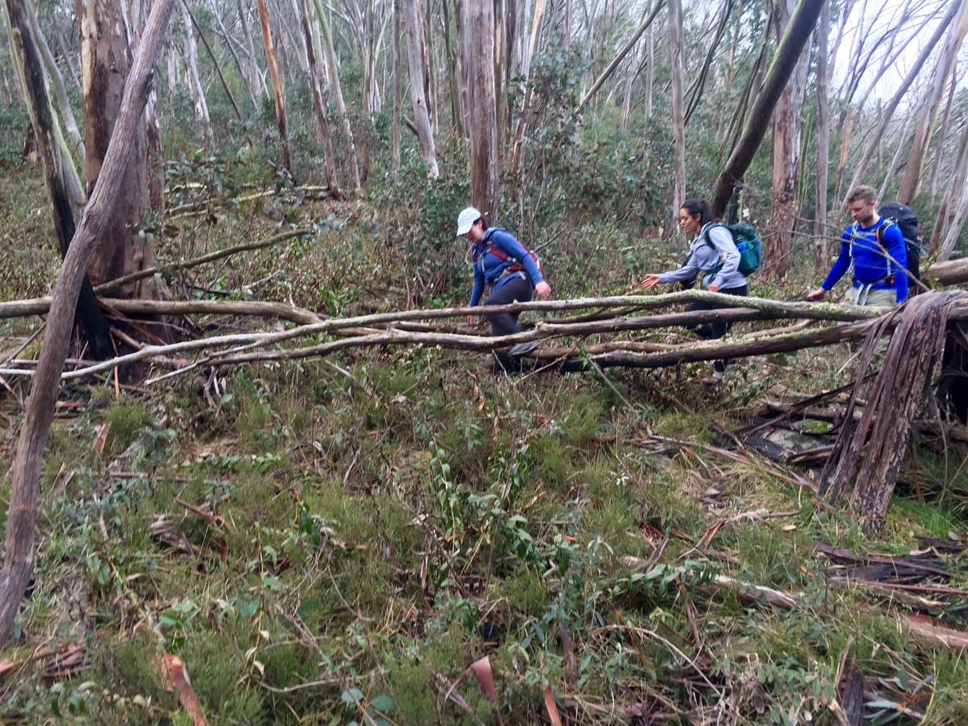 Mount torbreck circuit (25)