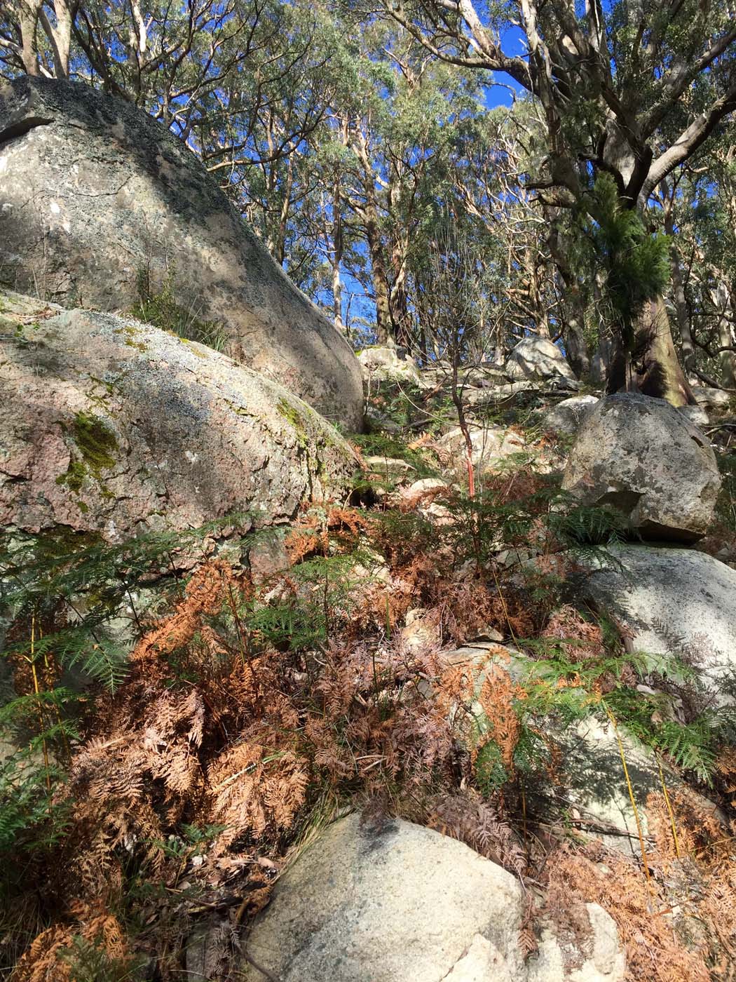 Mount torbreck circuit (37)