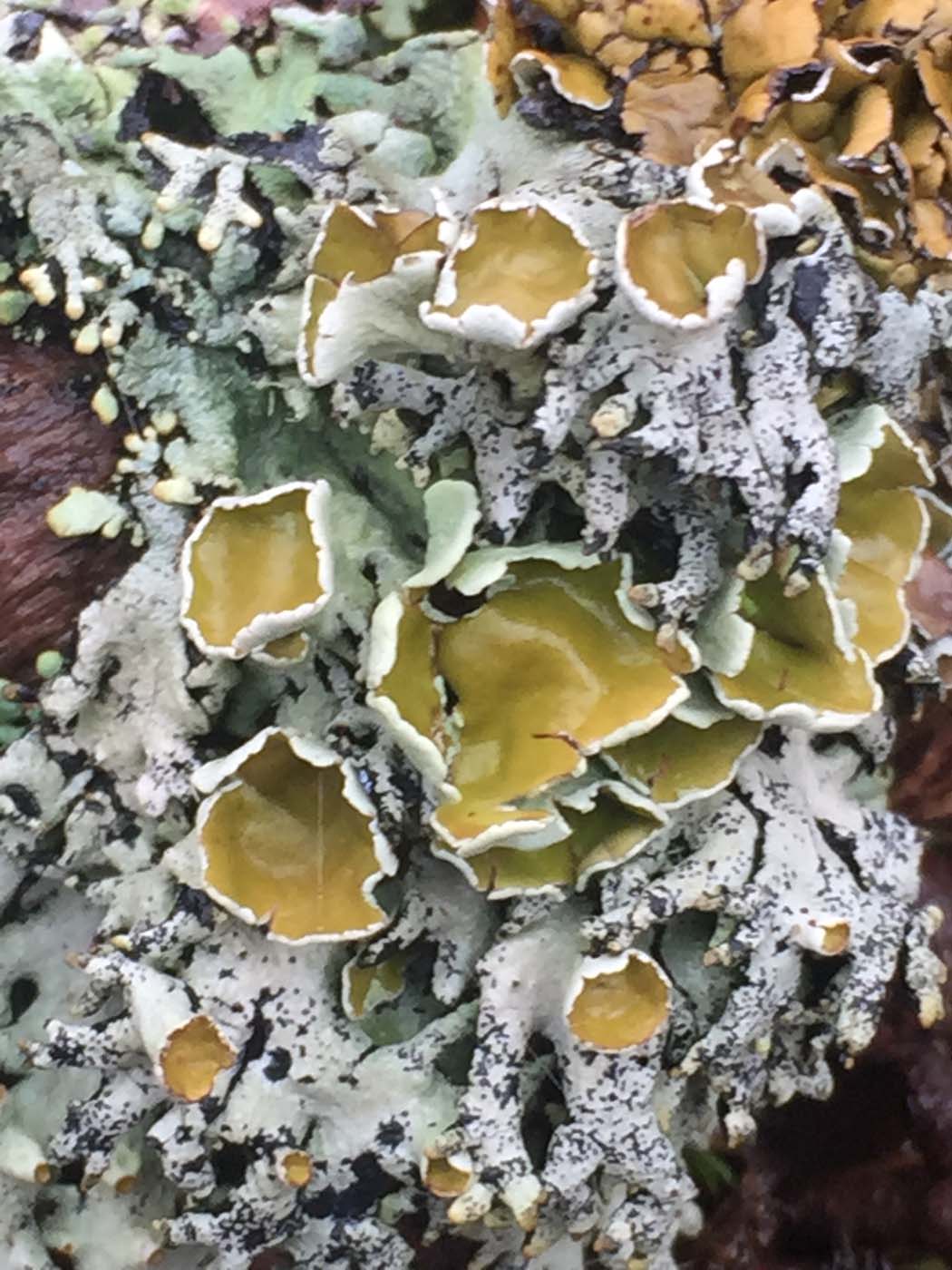 Mount torbreck hike (19)