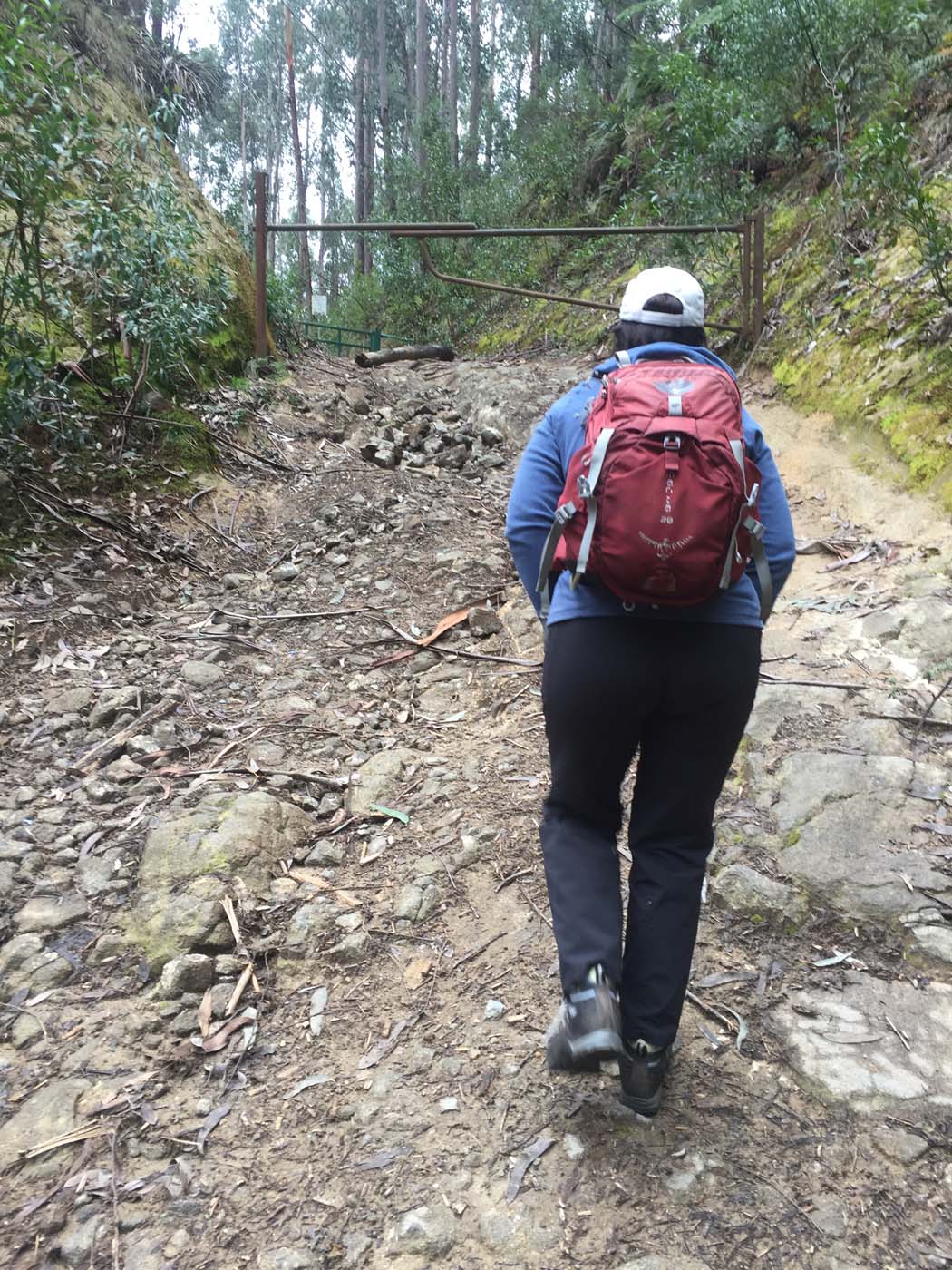 Mount torbreck hike (3)