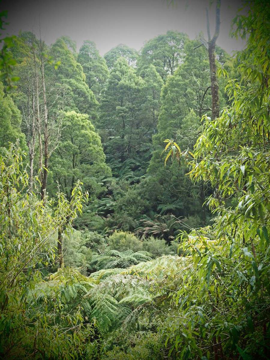 Mount worth gardiners mill walk 1