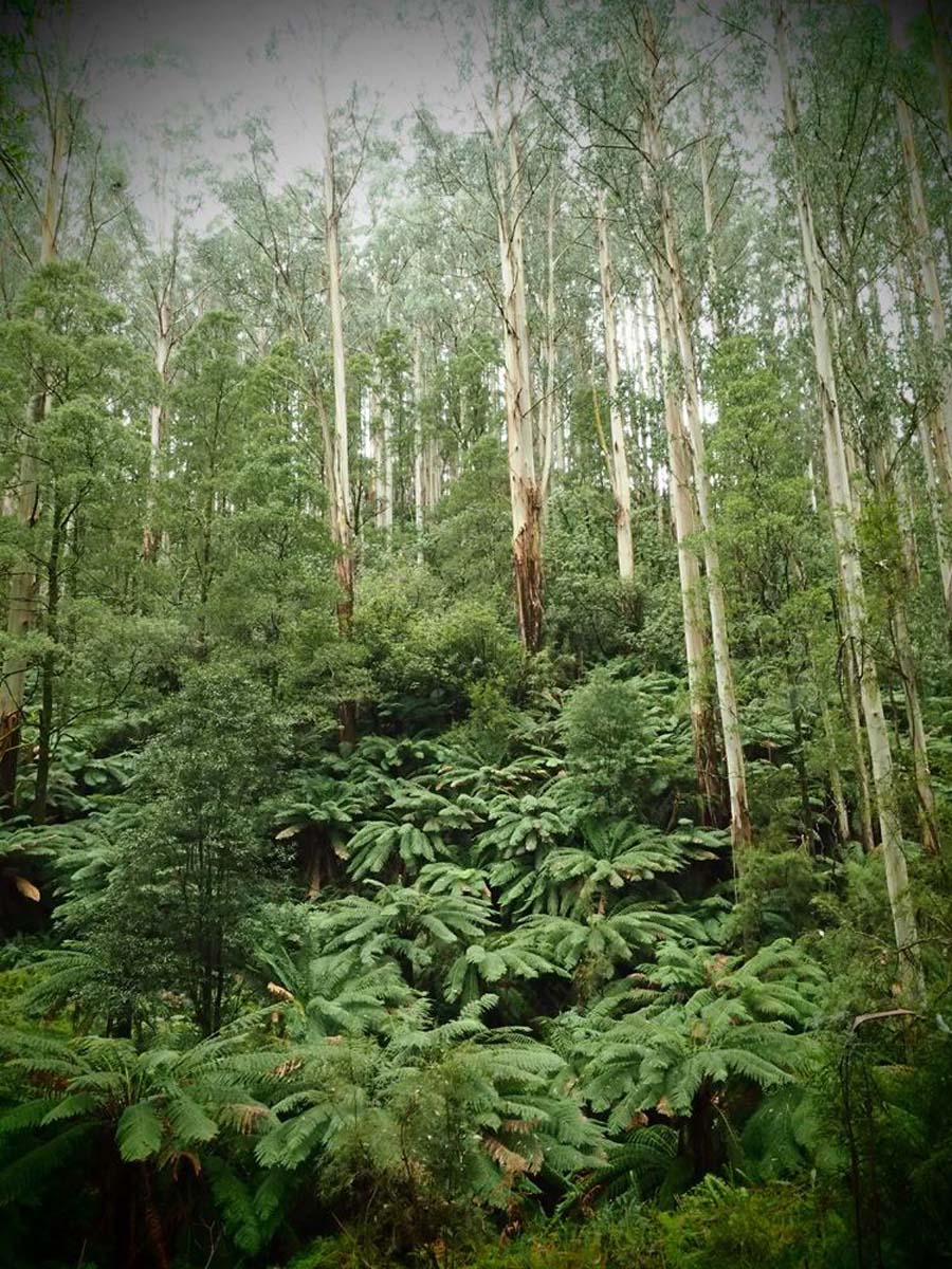 Mount worth giant's circuit walk 7