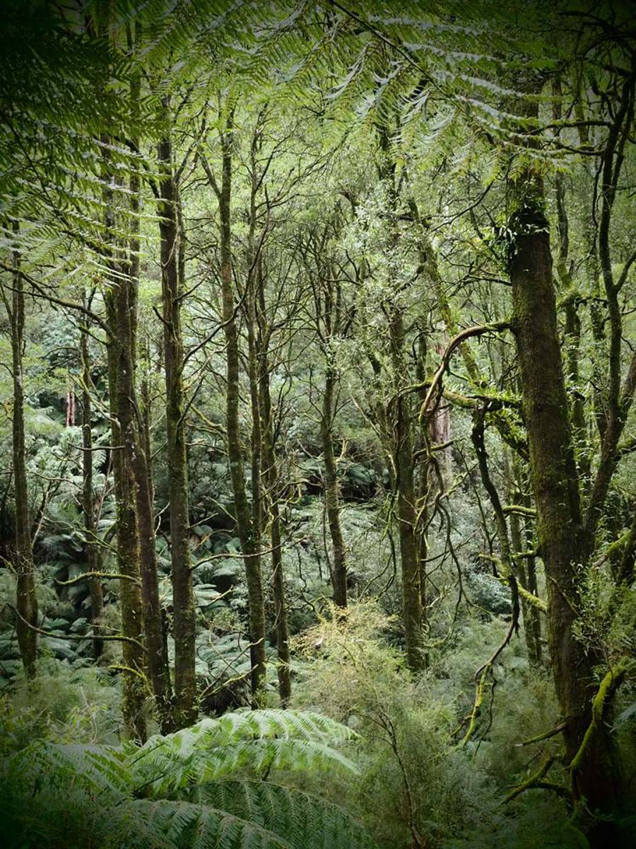 Mount worth giant's circuit walk 8