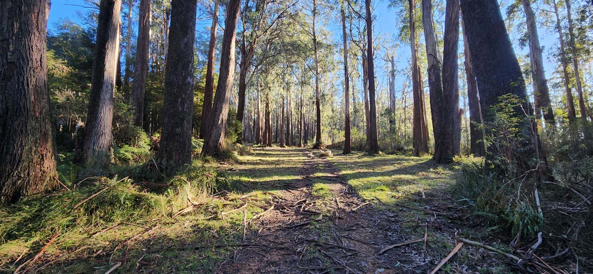 Mt ritchie dugout acheron way circuit 1