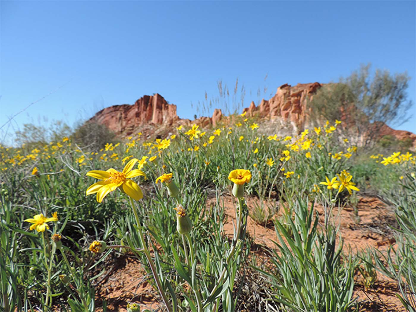 Rainbow valley conservation reserve (7)