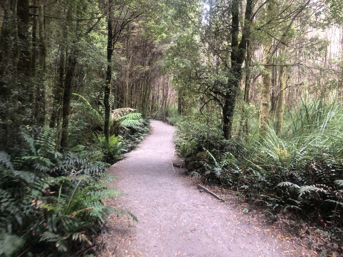 Nelson falls walk 1