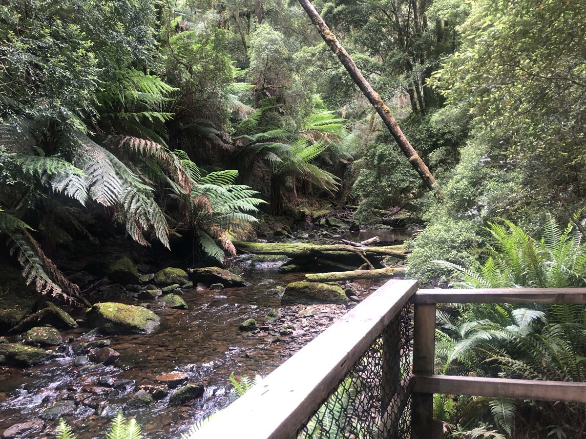 Nelson falls walk 2