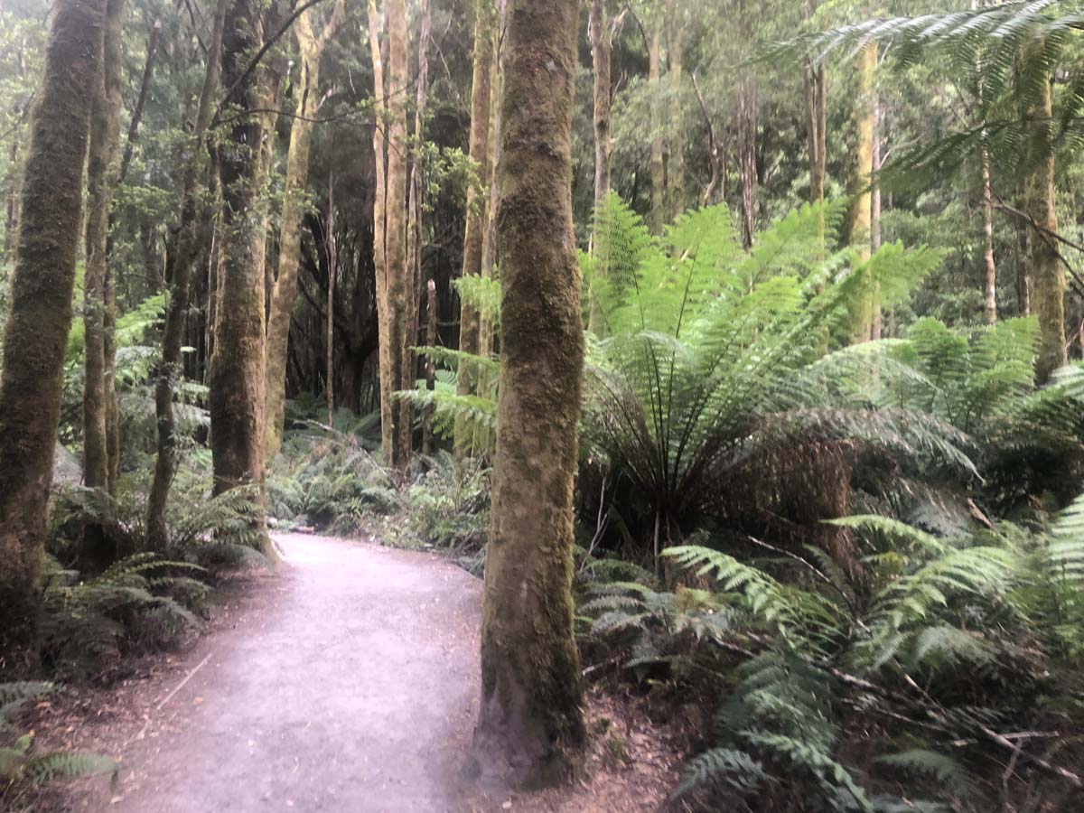 Nelson falls walk 3