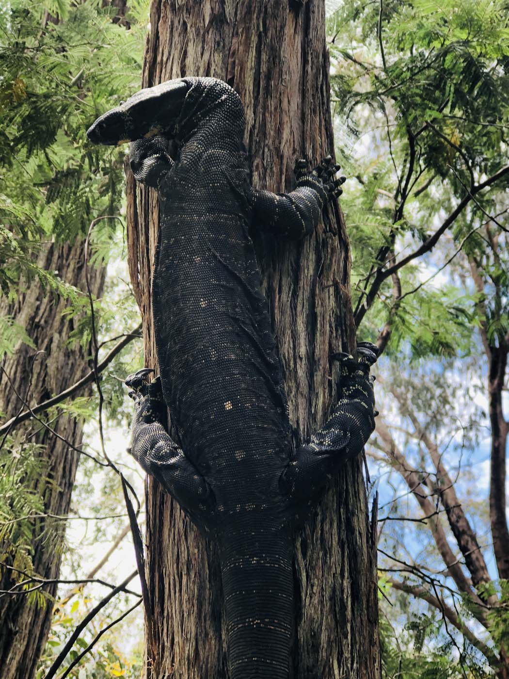 Nojee trestle bridge walk (12)