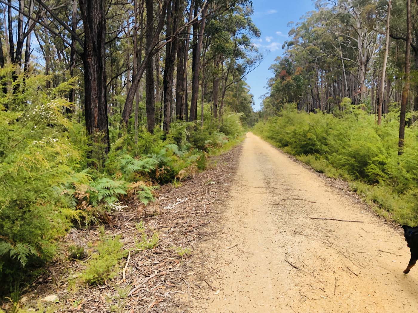 Noojee trestle bridge rail trail (1)