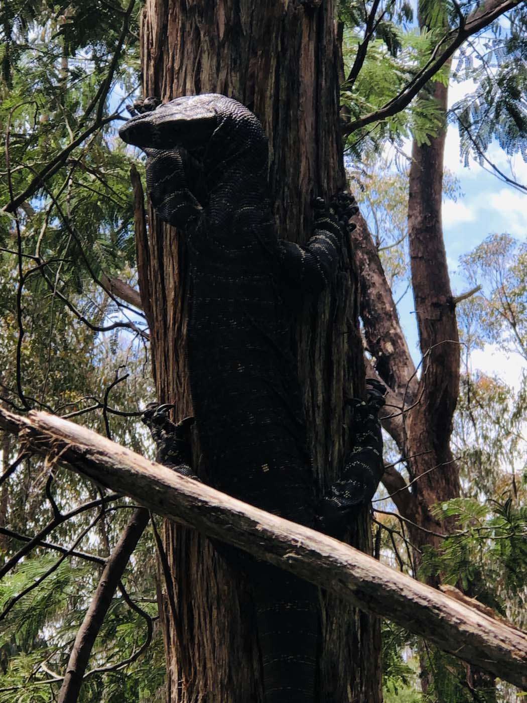 Noojee trestle bridge rail trail (10)