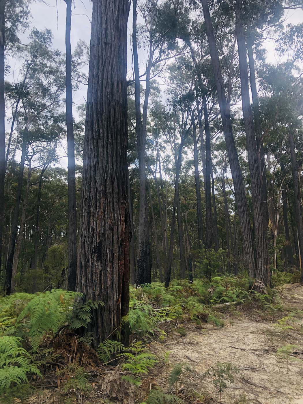 Noojee trestle bridge rail trail (19)