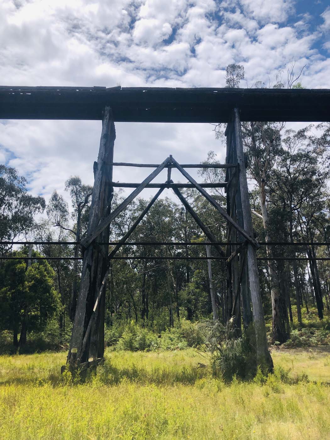 Noojee trestle bridge rail trail (6)