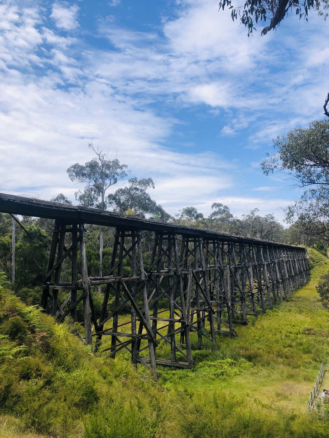 Noojee trestle bridge rail trail (7)