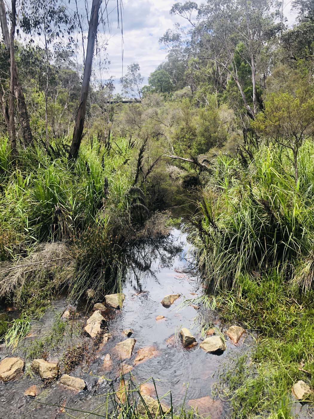 Noojee trestle bridge rail trail (8)