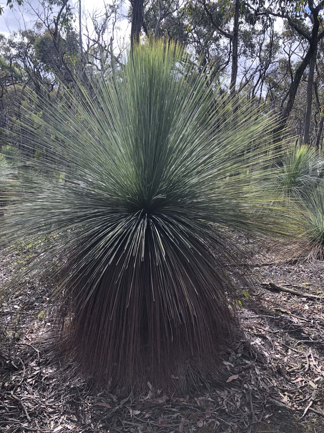 Northern brisbane ranges hike (11)