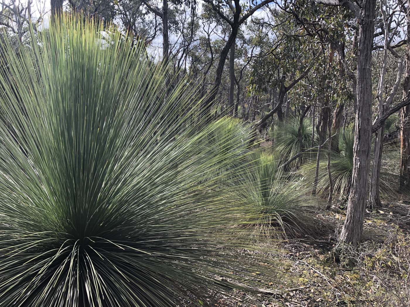 Northern brisbane ranges hike (12)