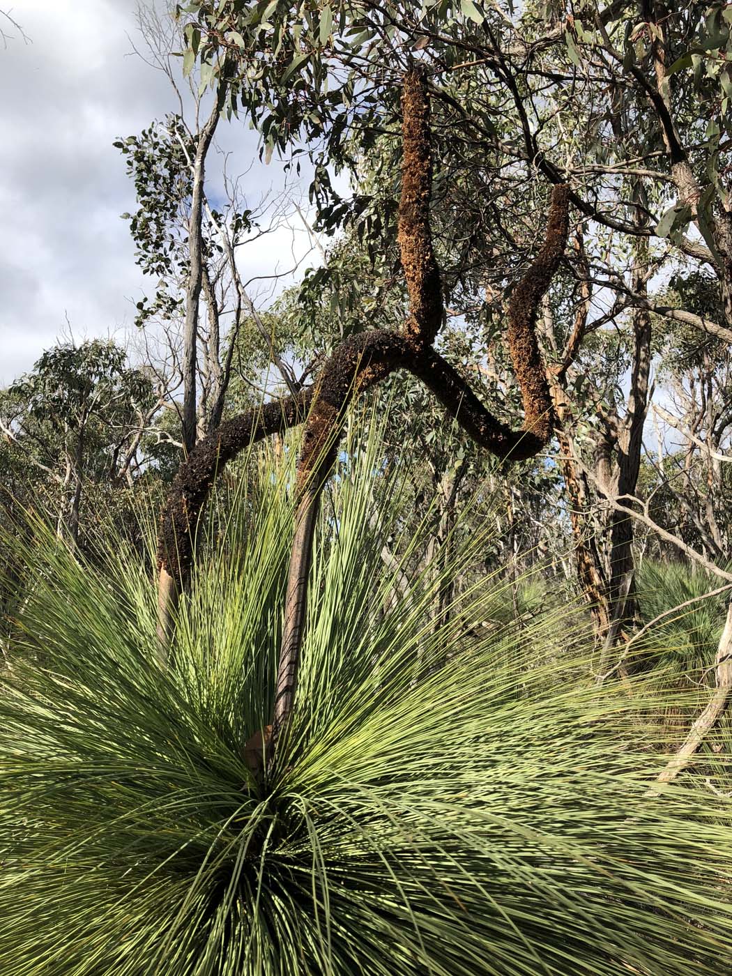 Northern brisbane ranges hike (13)