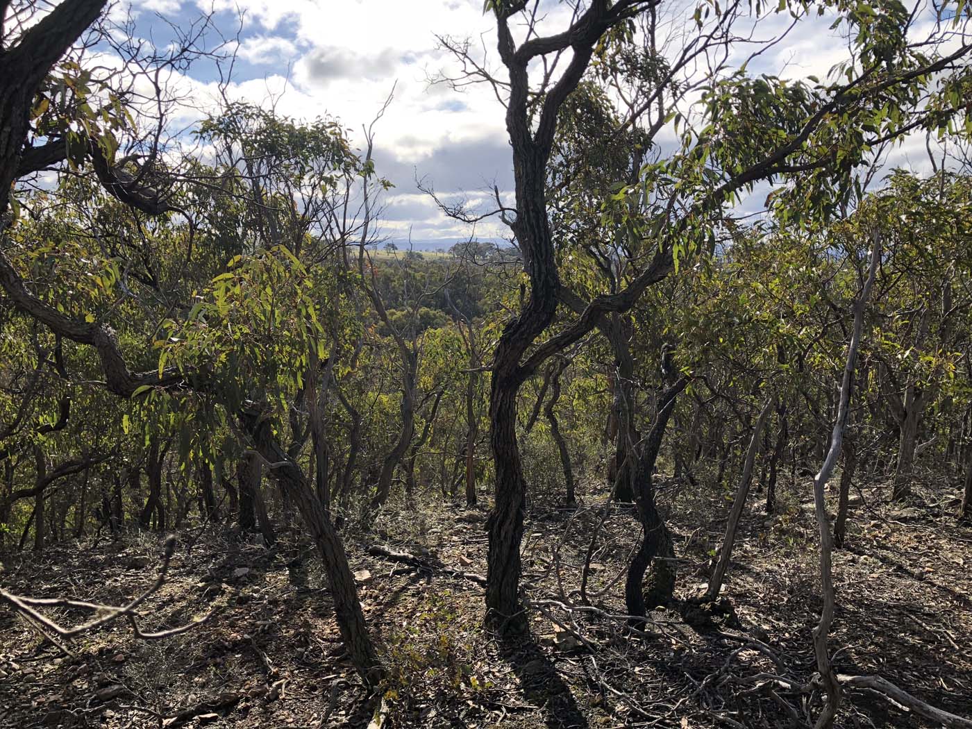 Northern brisbane ranges hike (14)