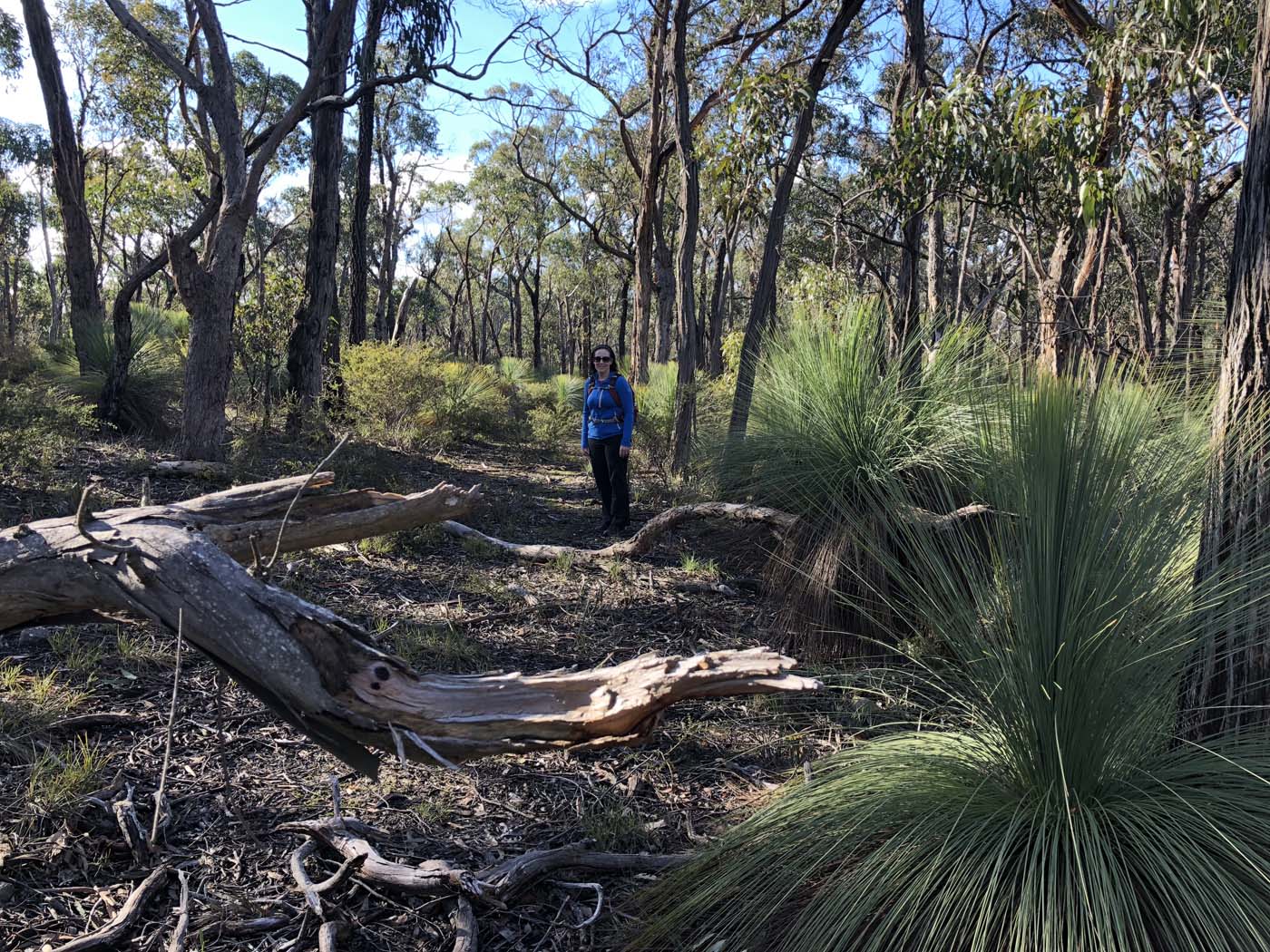 Northern brisbane ranges hike (15)