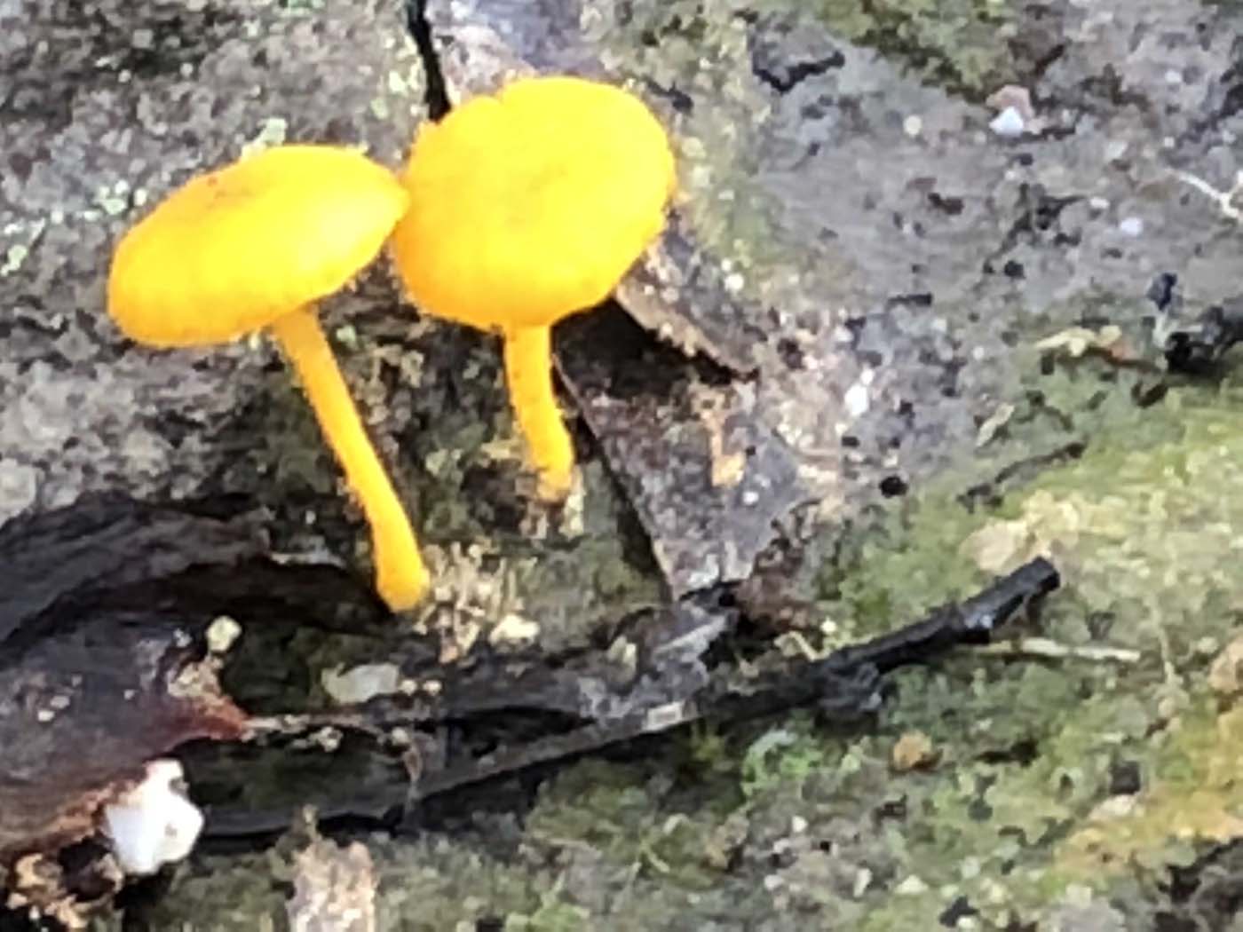 Northern brisbane ranges hike (16)