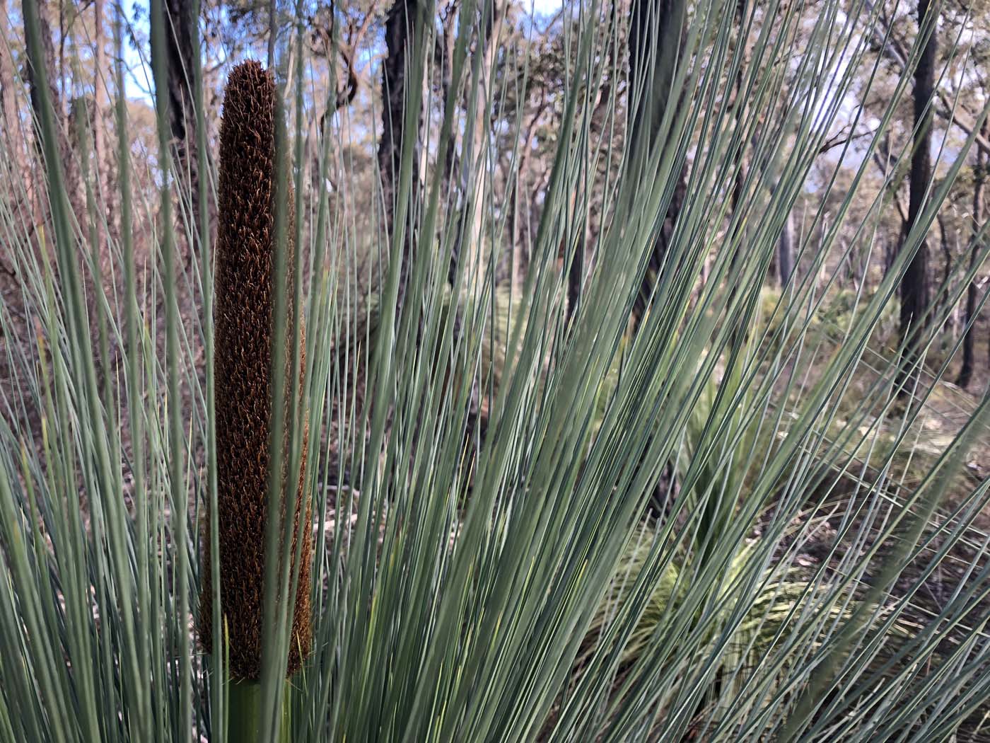 Northern brisbane ranges hike (19)