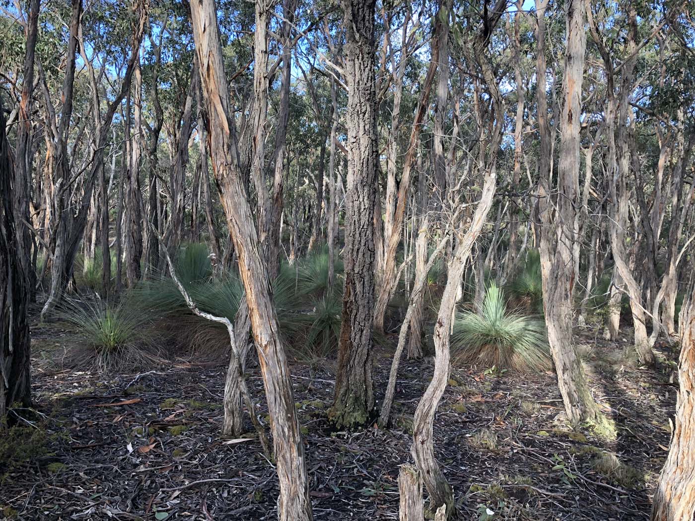 Northern brisbane ranges hike (20)