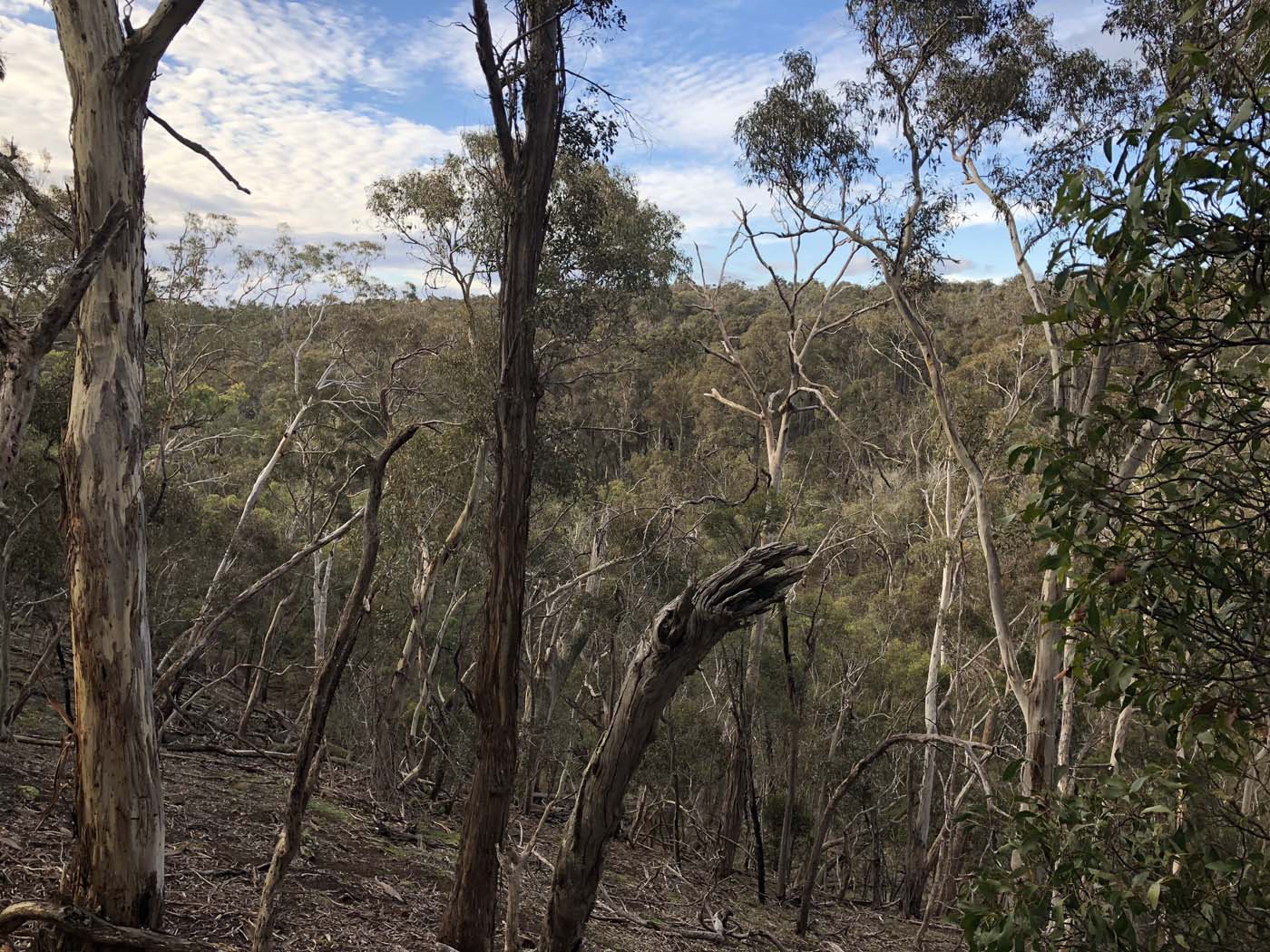Northern brisbane ranges hike (24)