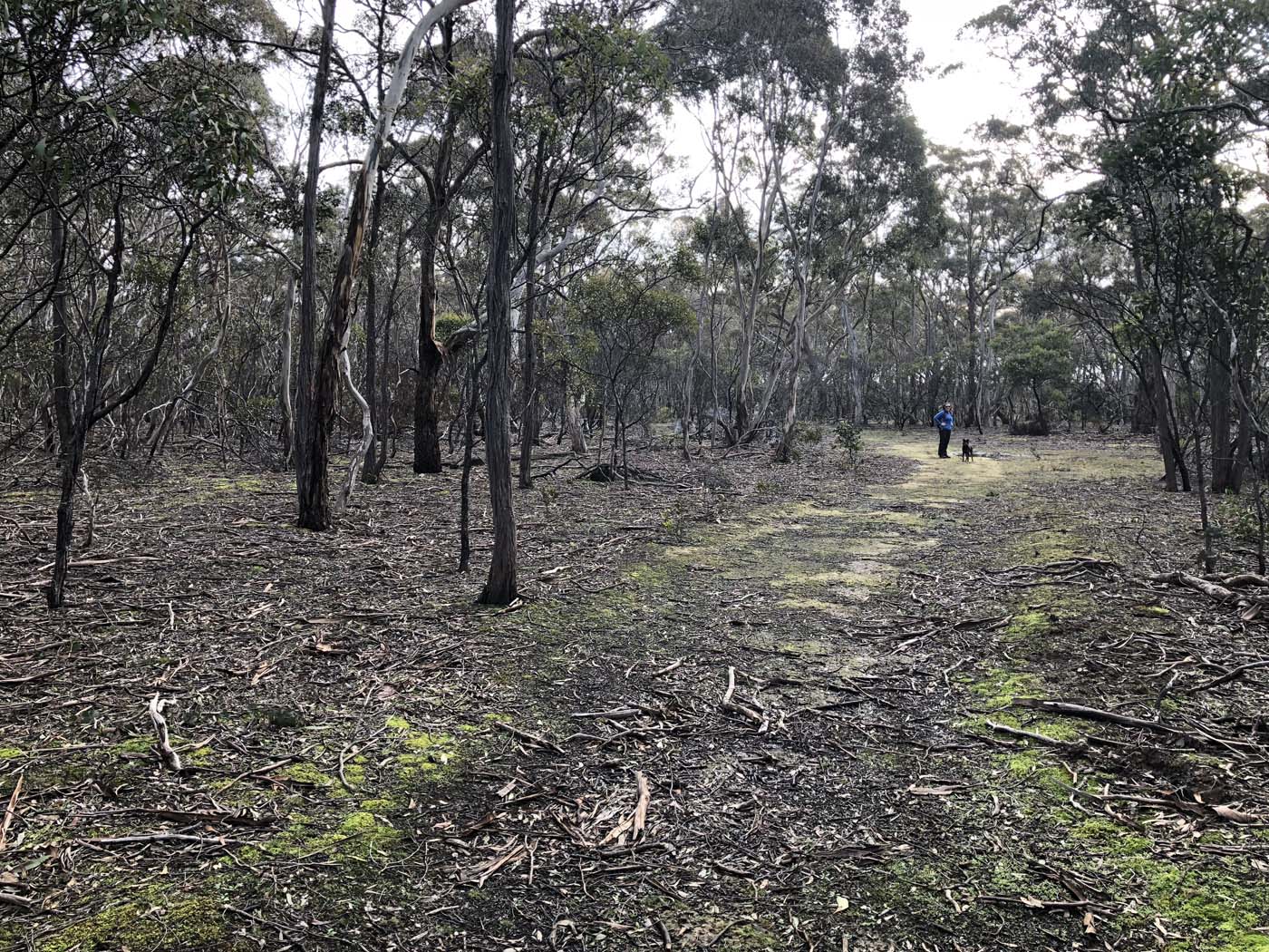 Northern brisbane ranges hike (25)