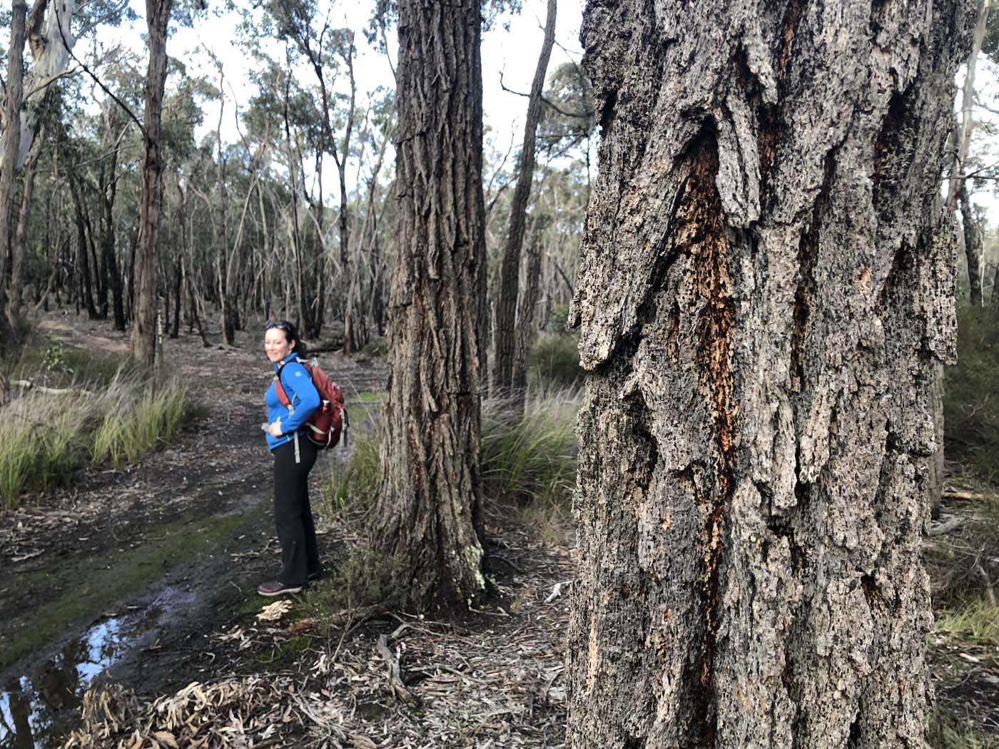 Northern brisbane ranges hike (28)