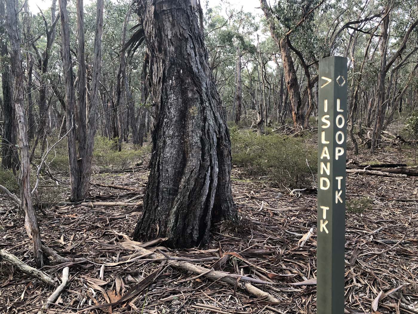 Northern brisbane ranges hike (29)