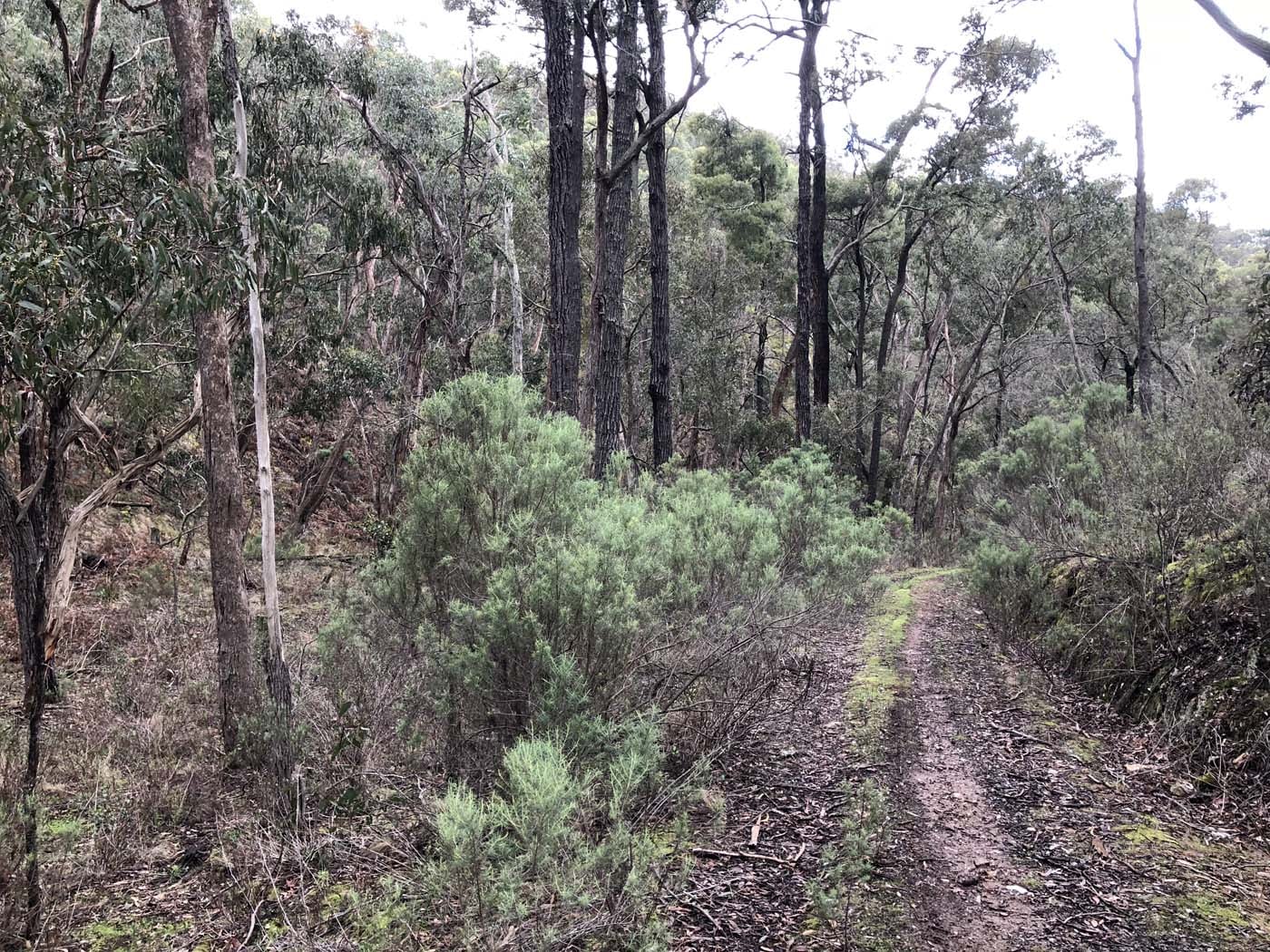 Northern brisbane ranges hike (3)