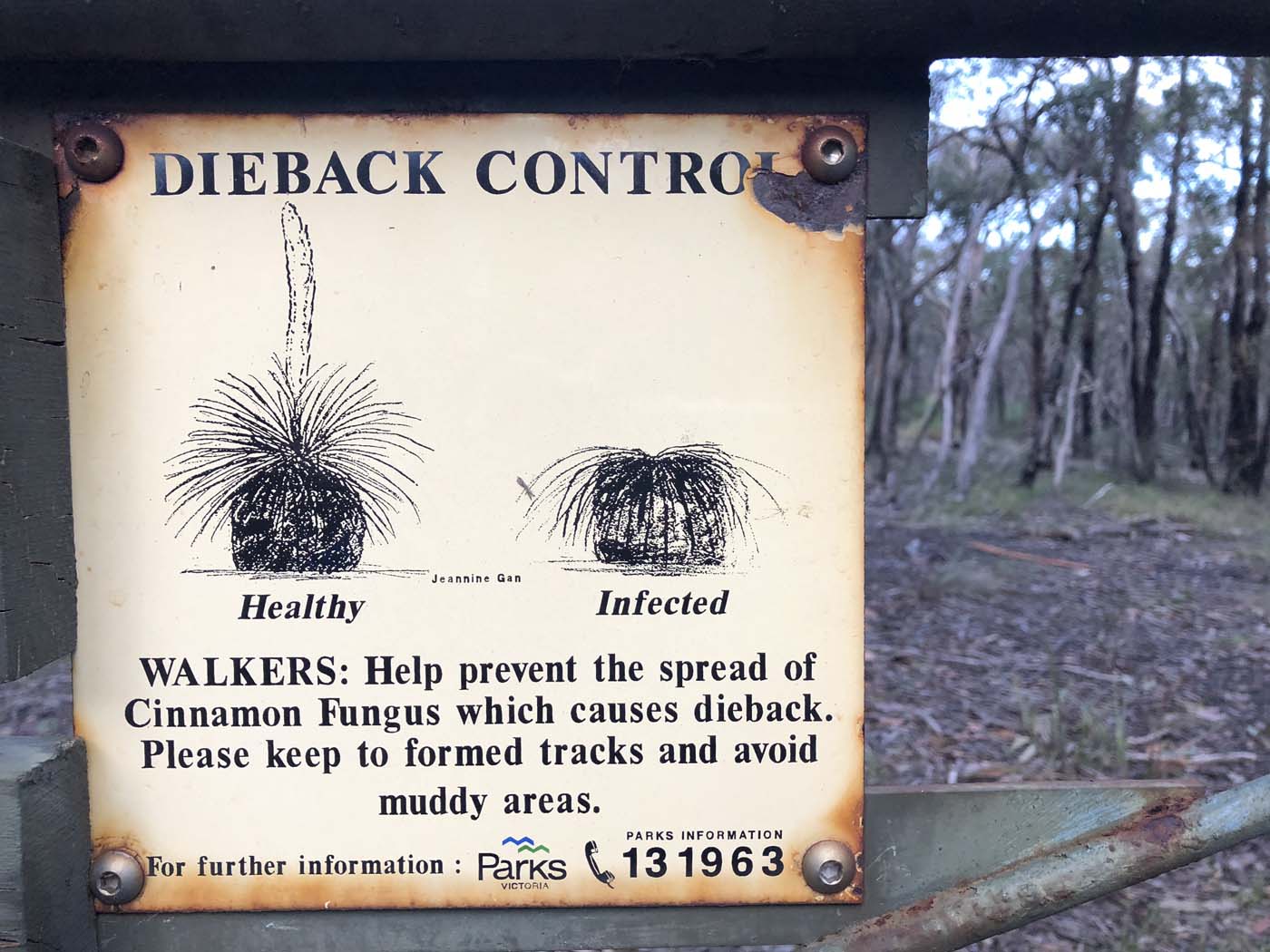 Northern brisbane ranges hike (31)