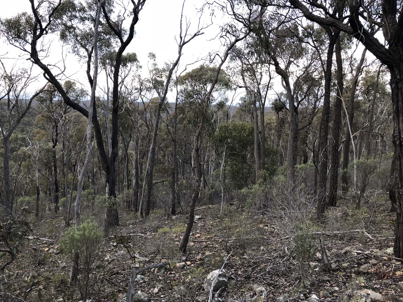 Northern brisbane ranges hike (33)