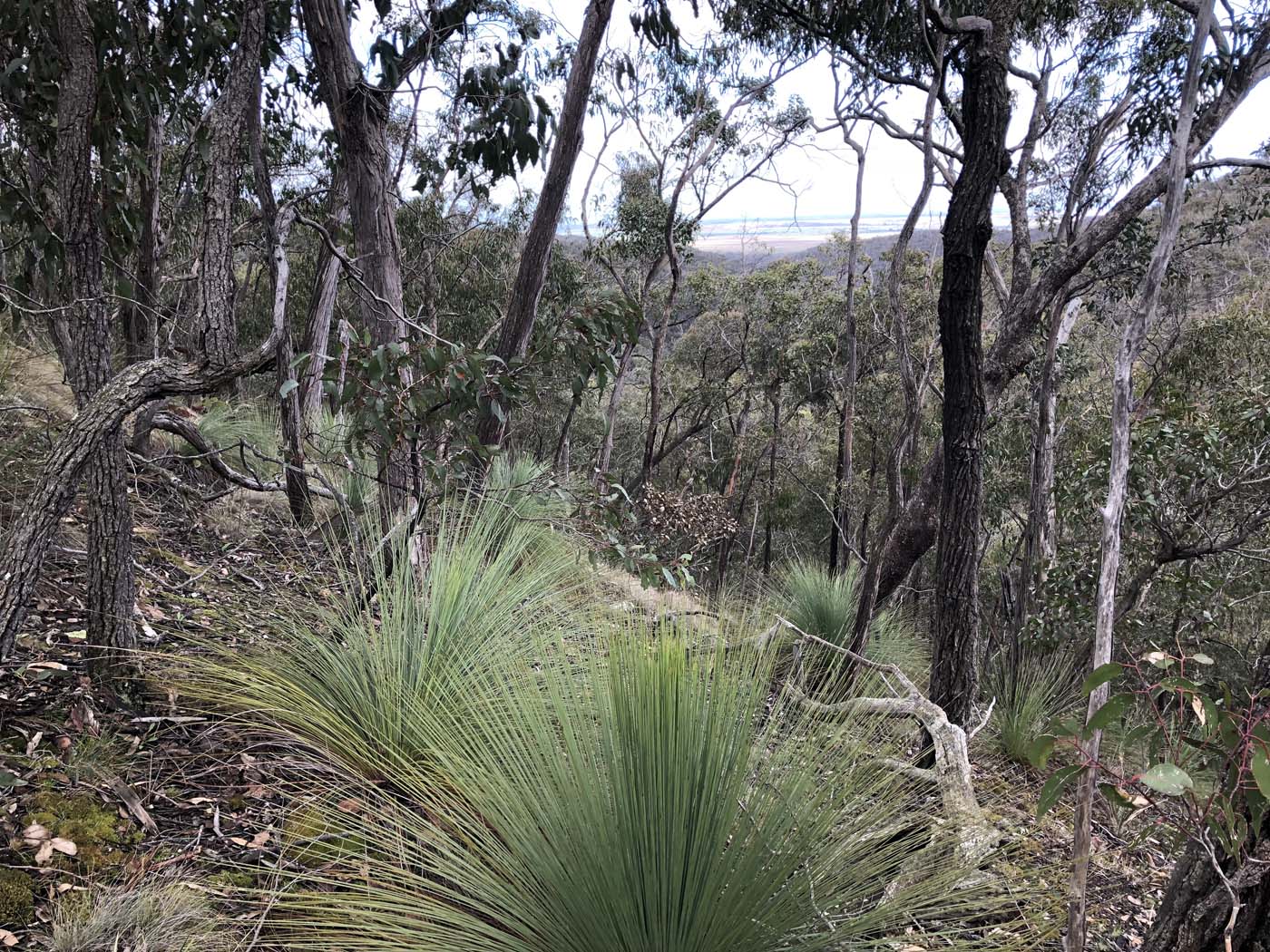 Northern brisbane ranges hike (4)