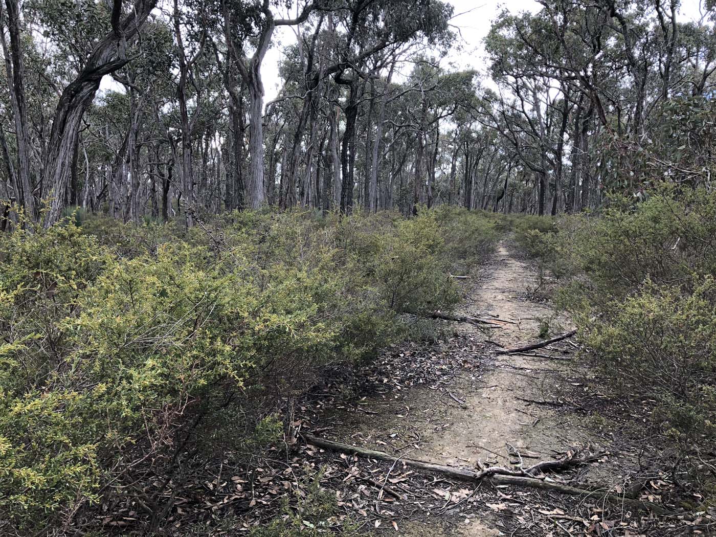 Northern brisbane ranges hike (6)