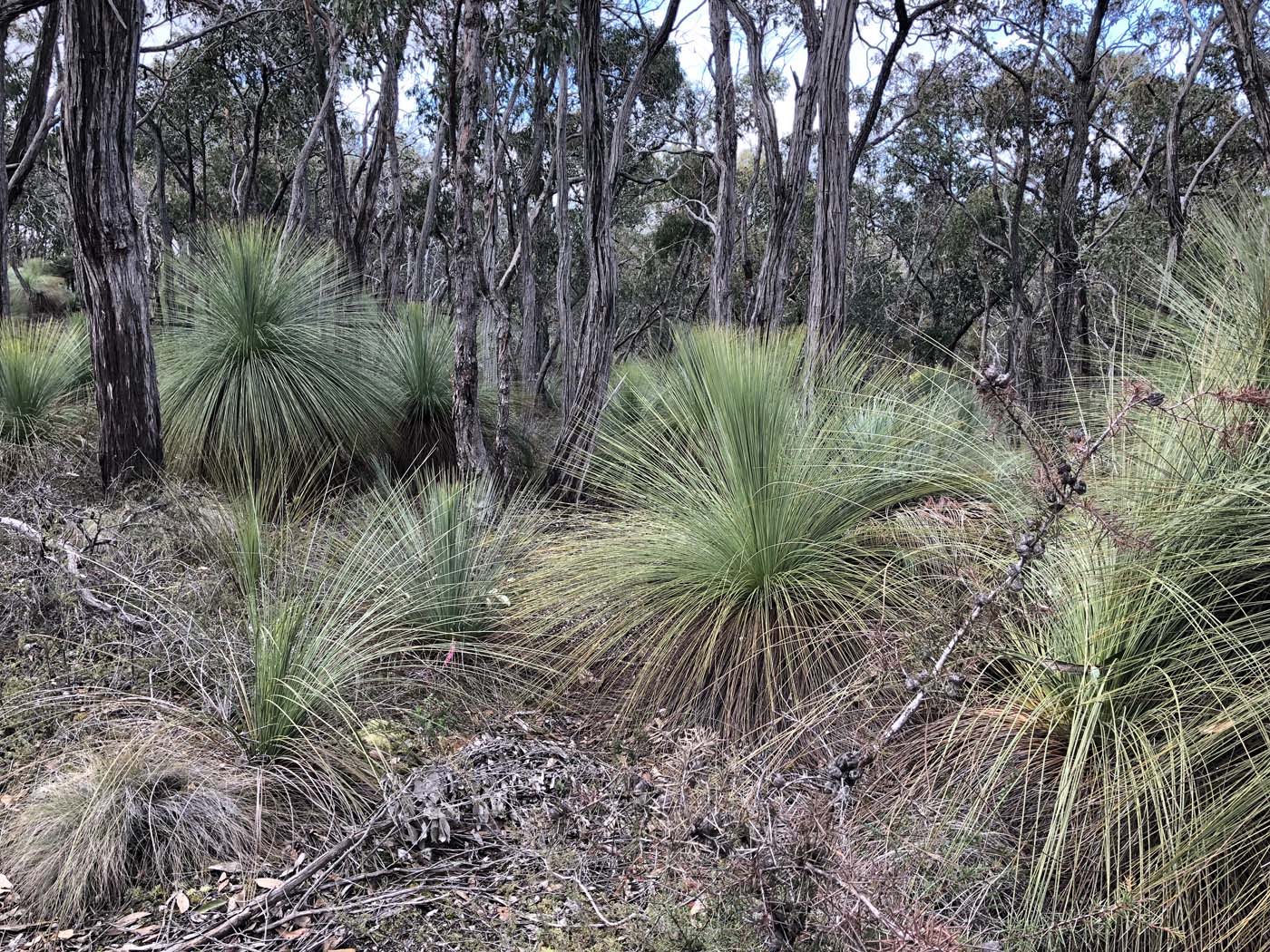 Northern brisbane ranges hike (7)