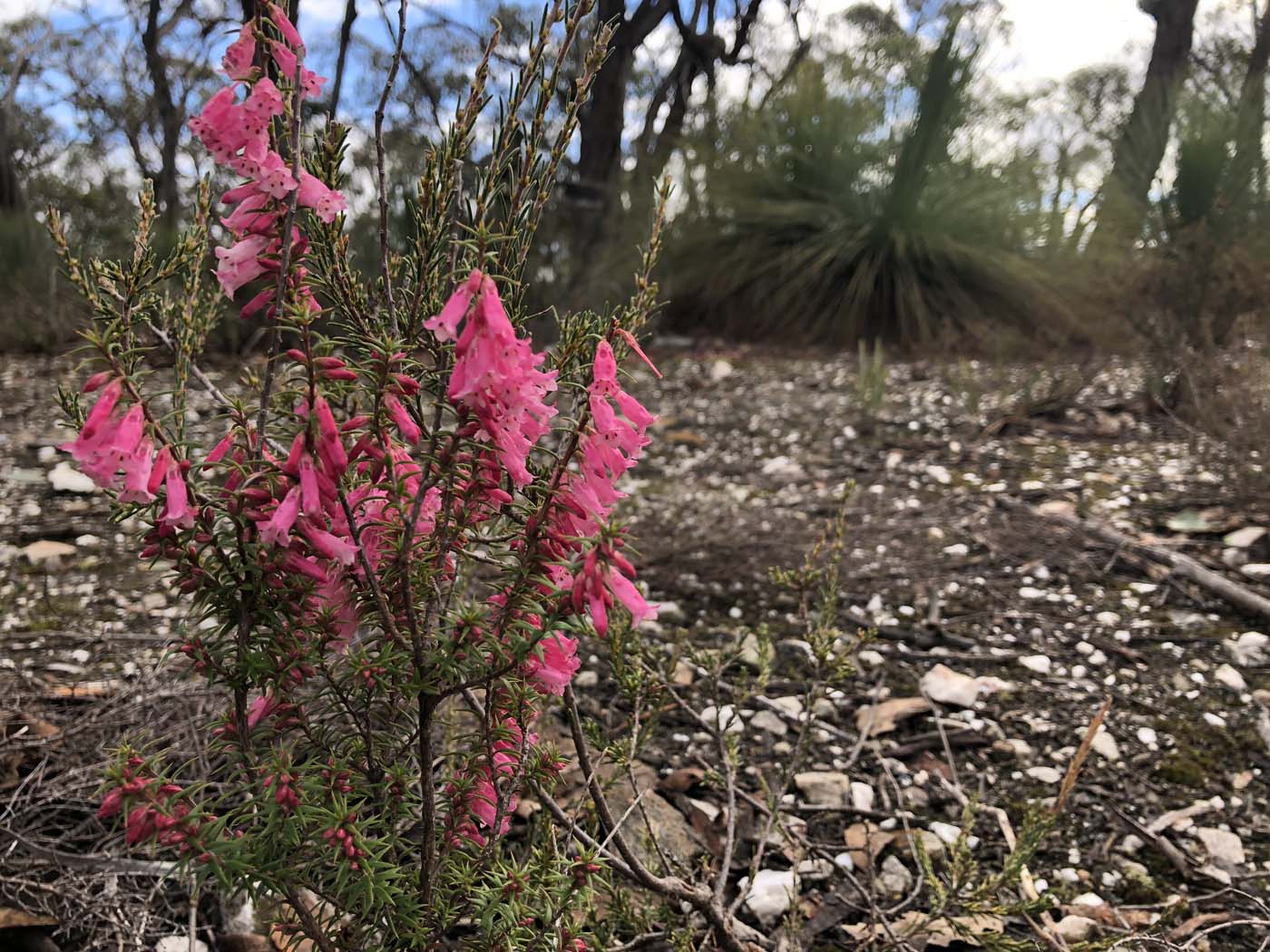 Northern brisbane ranges hike (9)