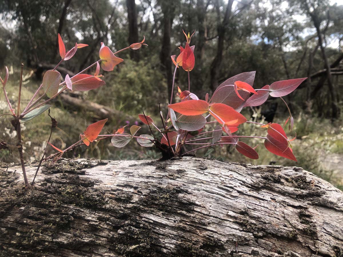 O'briens & byers circuit hike 12