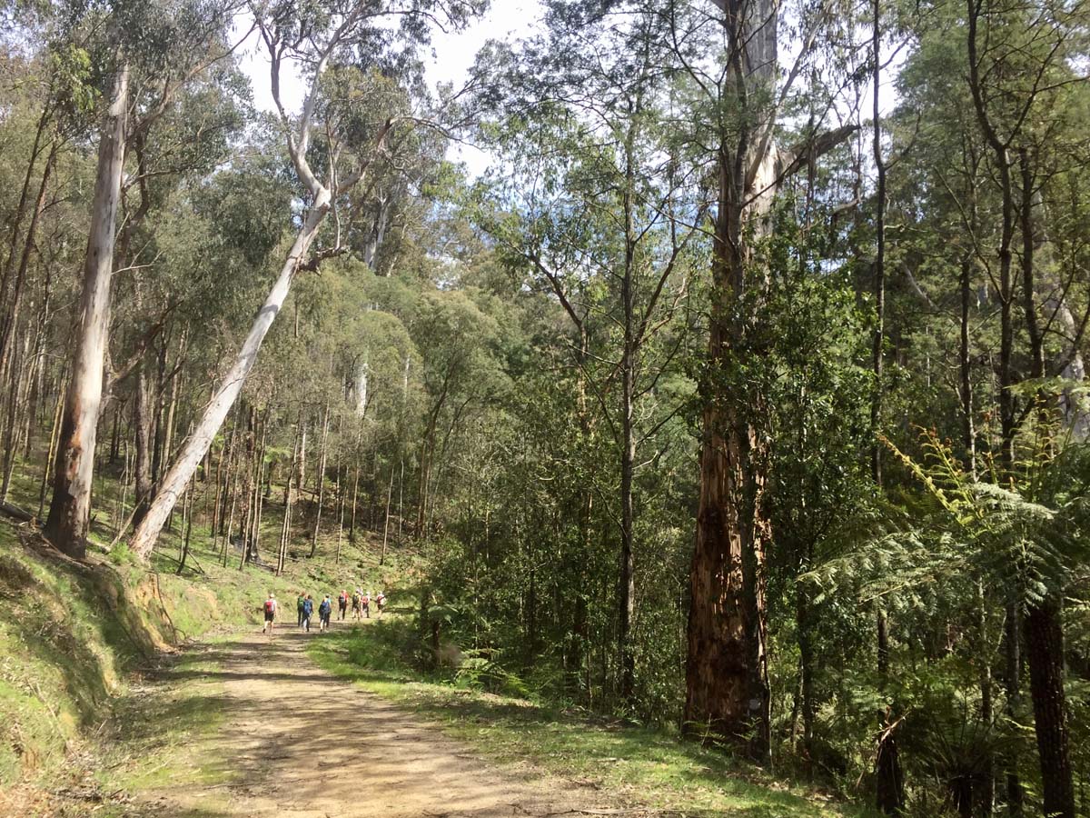 O'shannassy aqueduct trail walk 16