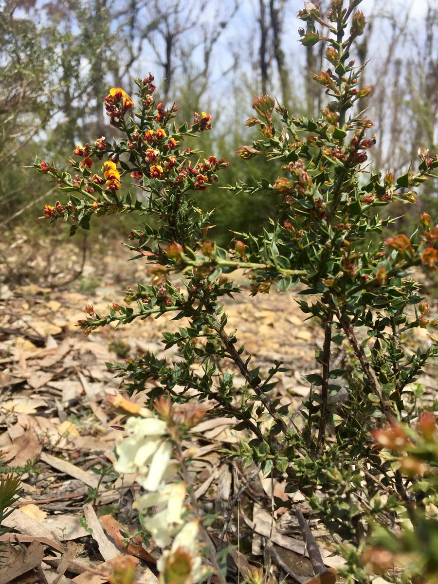 O'shannassy aqueduct trail walk 23