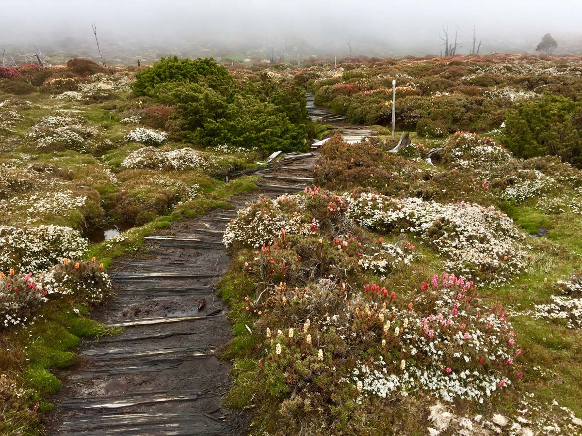 Overland track tasmania hike 107