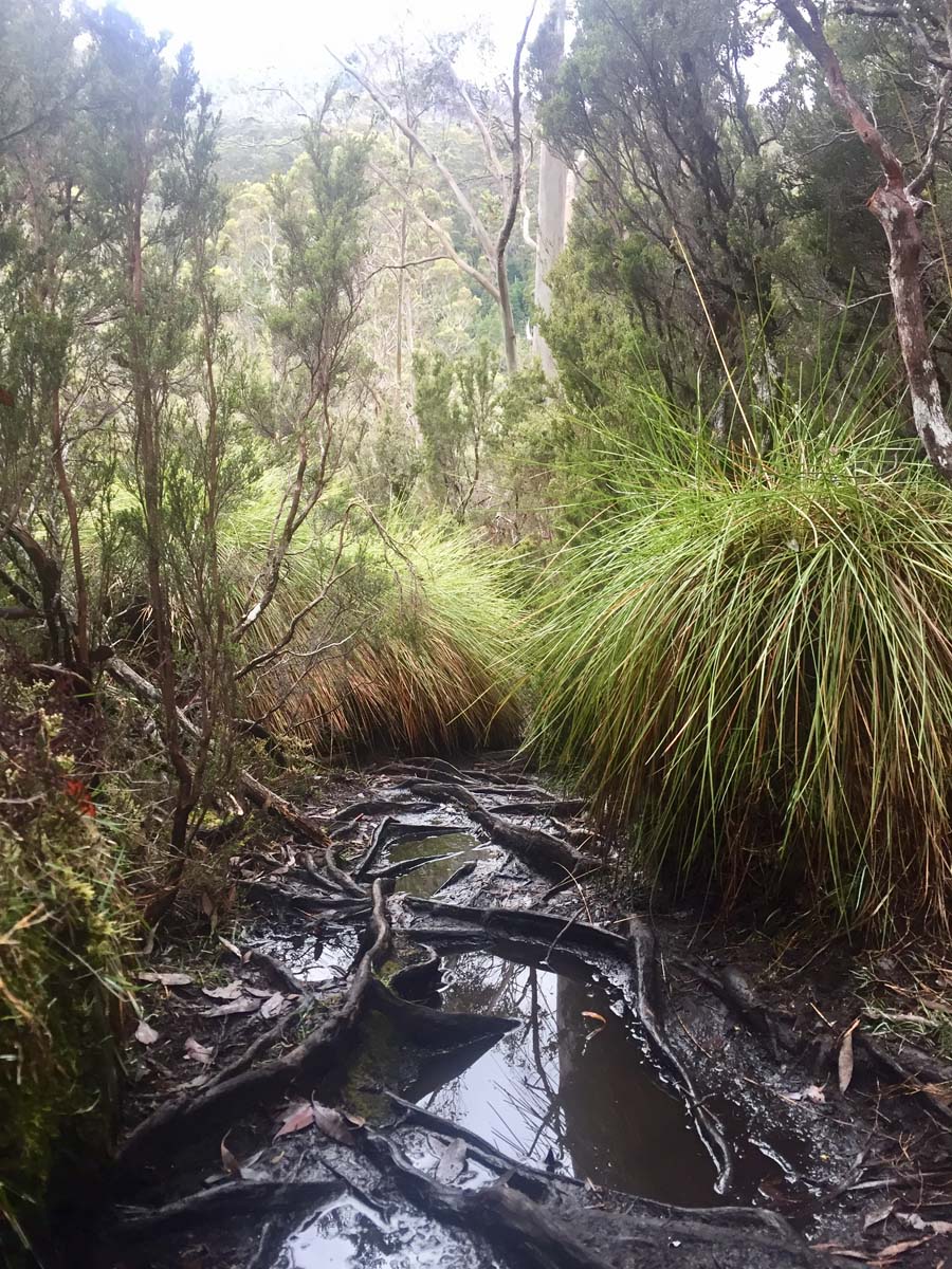 Overland track tasmania hike 192