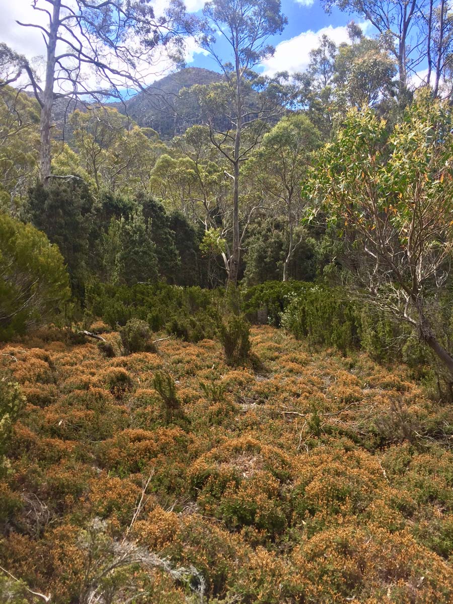 Overland track tasmania hike 199
